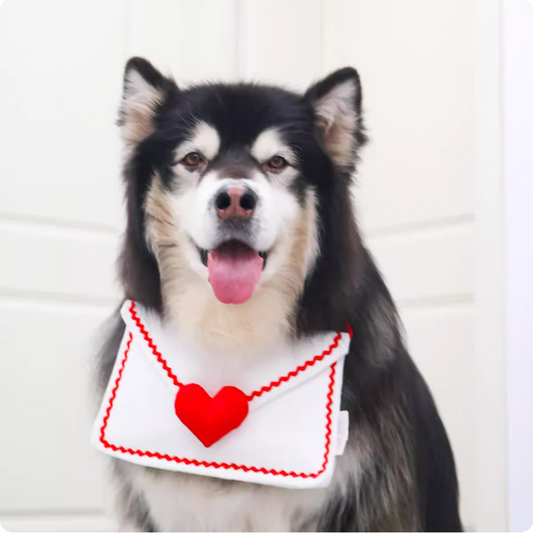 Pet scarves with crinkle paper in envelopes