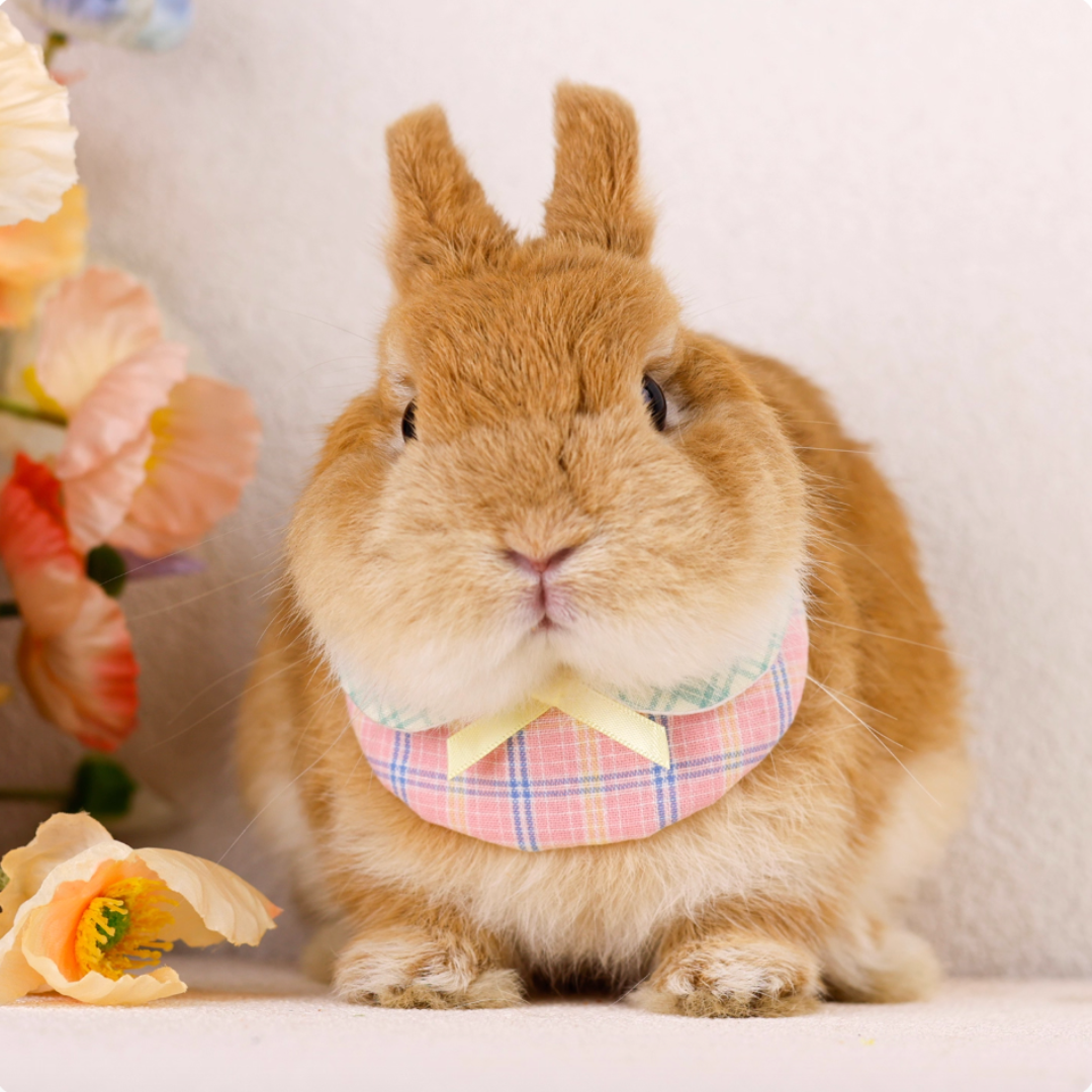 Green & pink plaid rabbit collar and bib