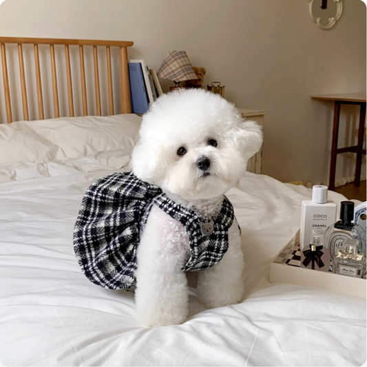 Puppy Couple Outfits: Black and White Checkered Shirt & Dress