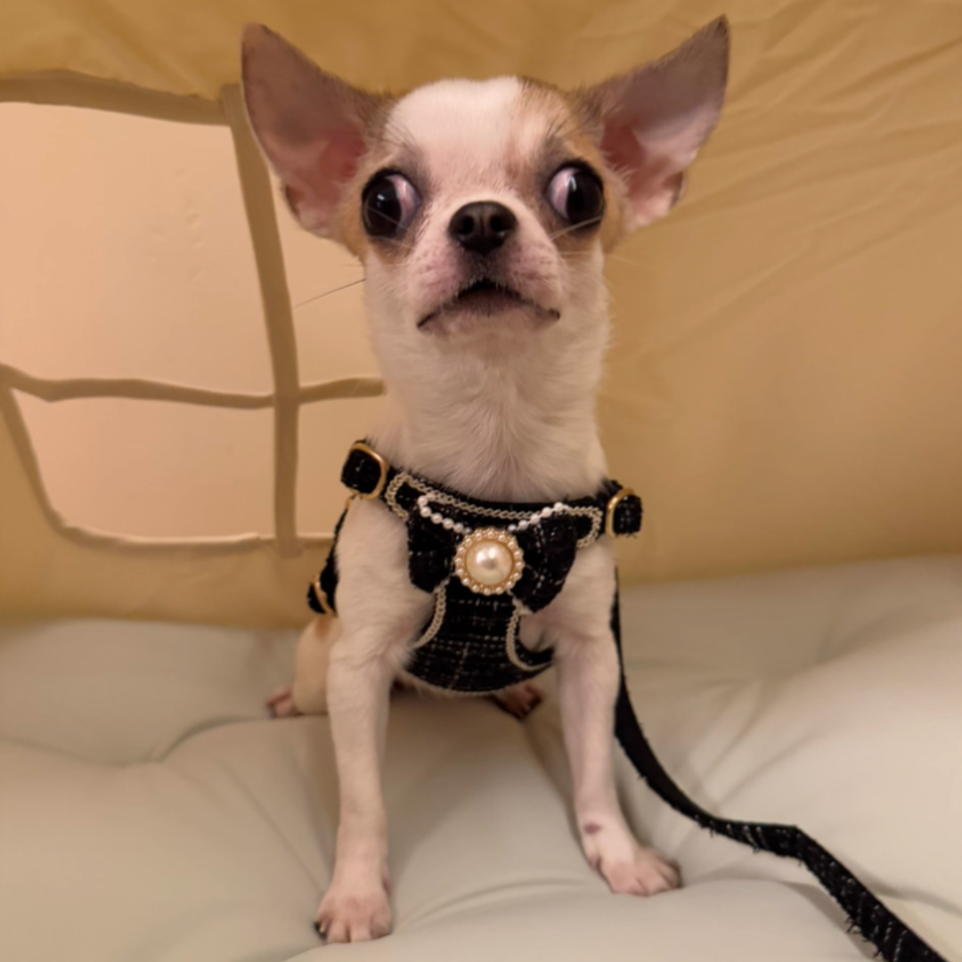 Black Tweed Style Pet Dog Harness & Leash Set