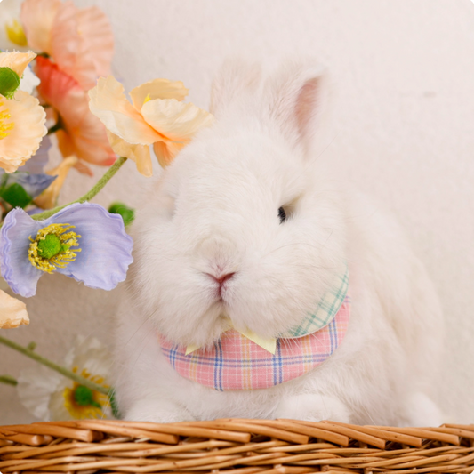 Green & pink plaid rabbit collar and bib