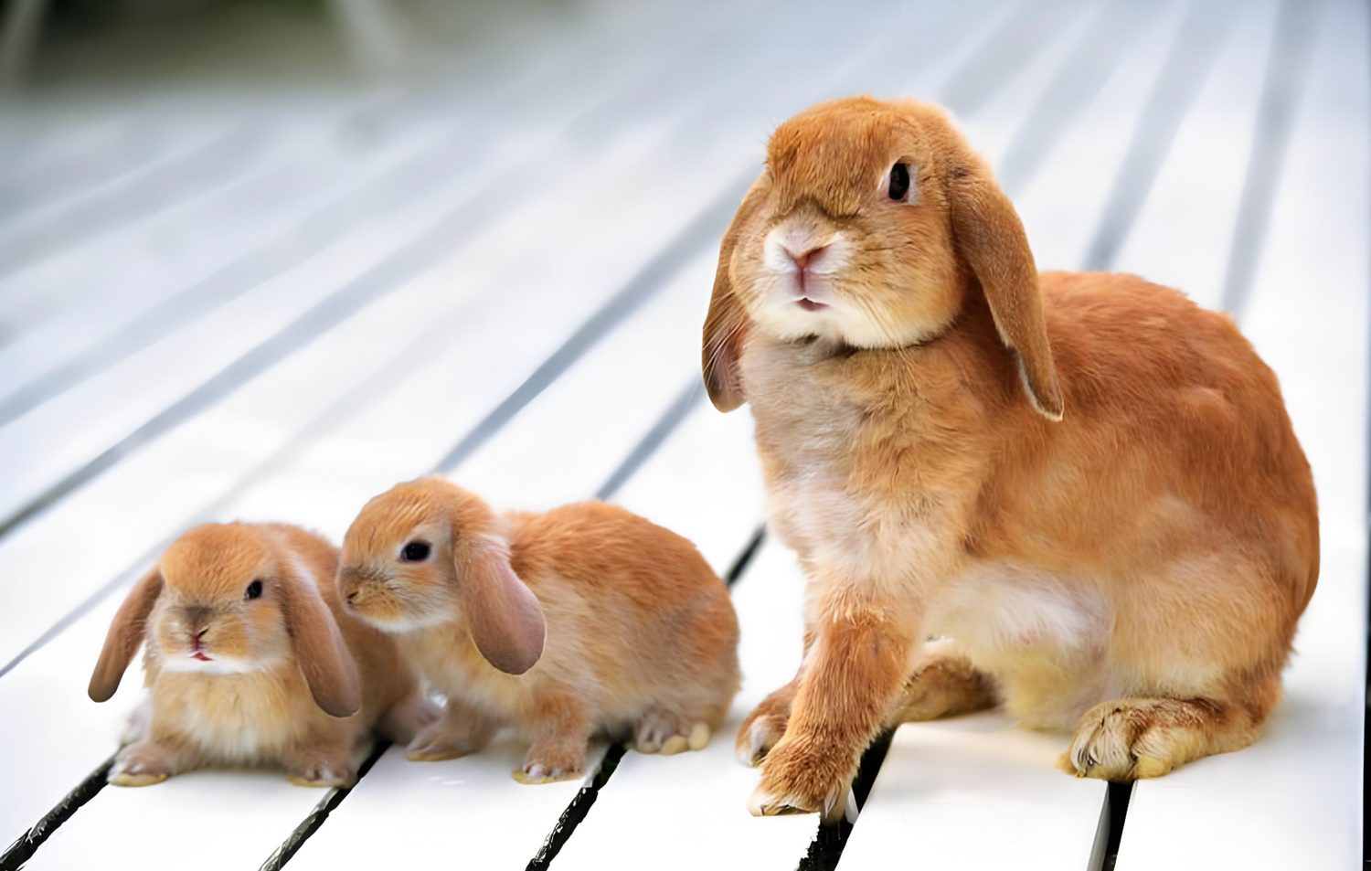 Small Pets 