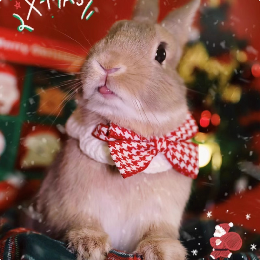 Christmas funny drool bib for small rabbits