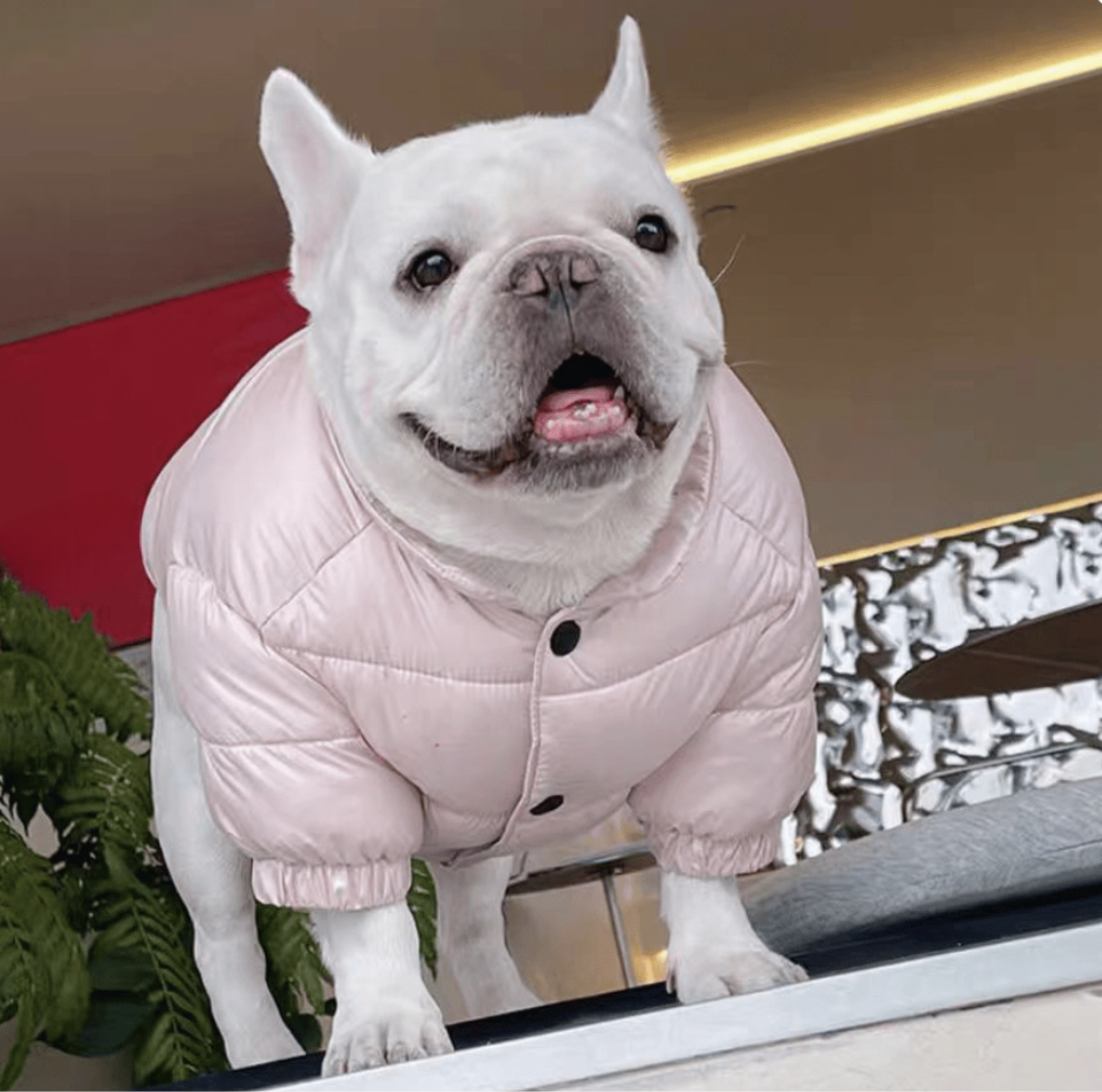 Dopamine-colored thick winter coats｜French Bulldogs&Pugs