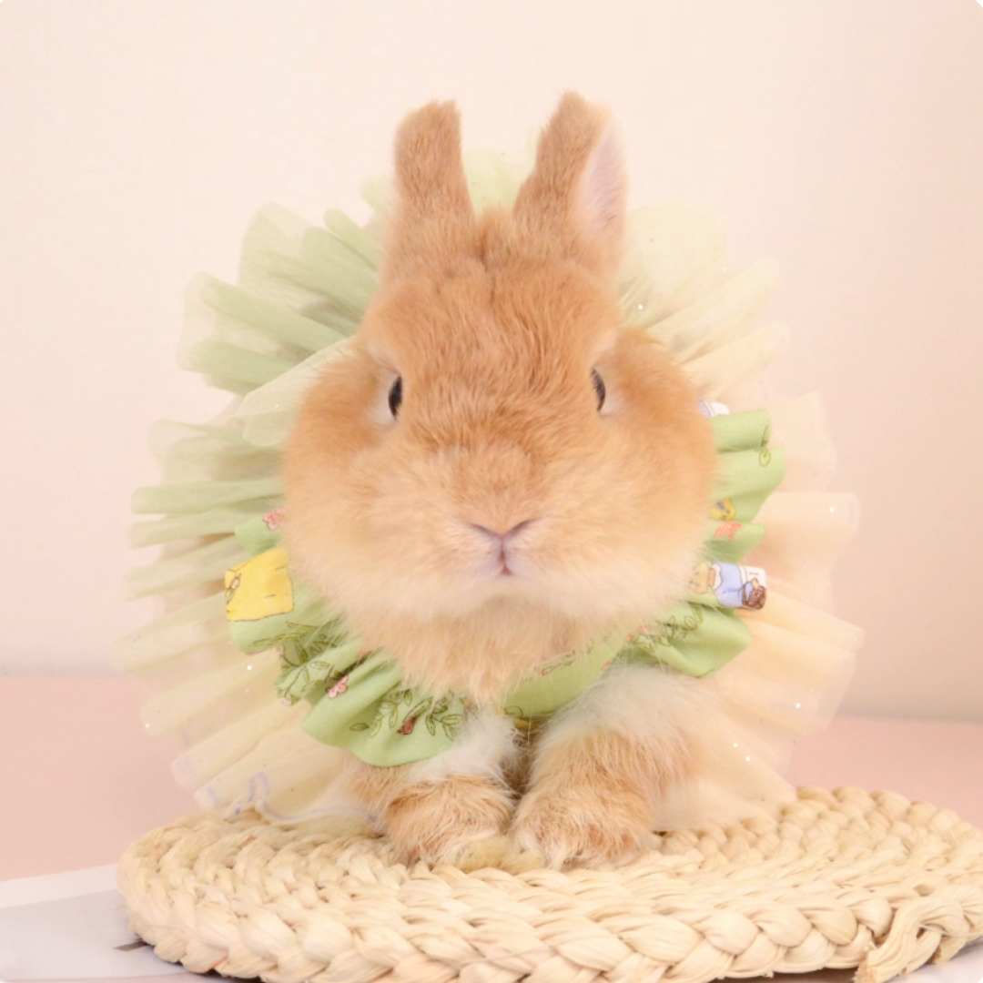 Cute bunny & Guinea pig mesh pearl skirt