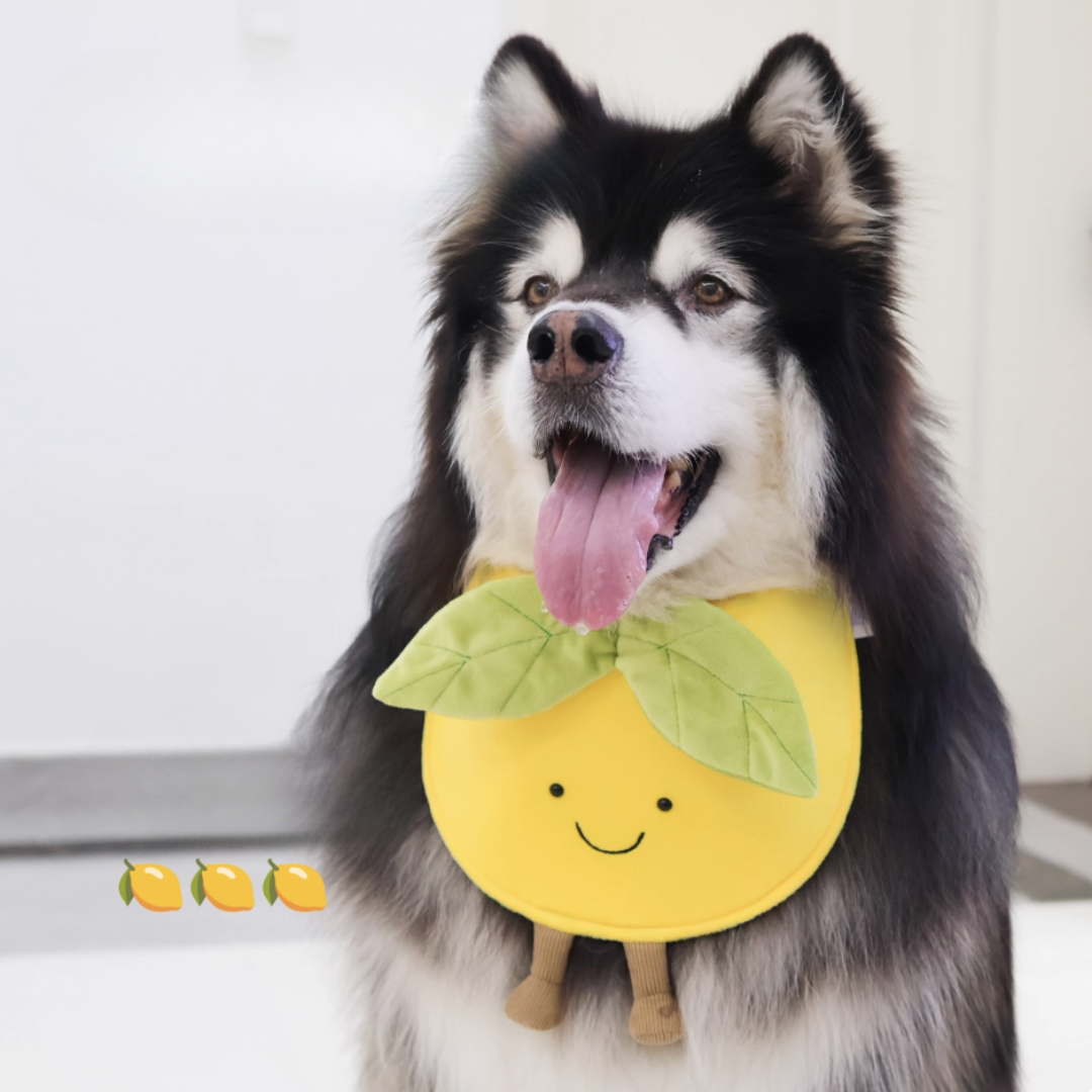 Cute fruit-shaped dog bibs