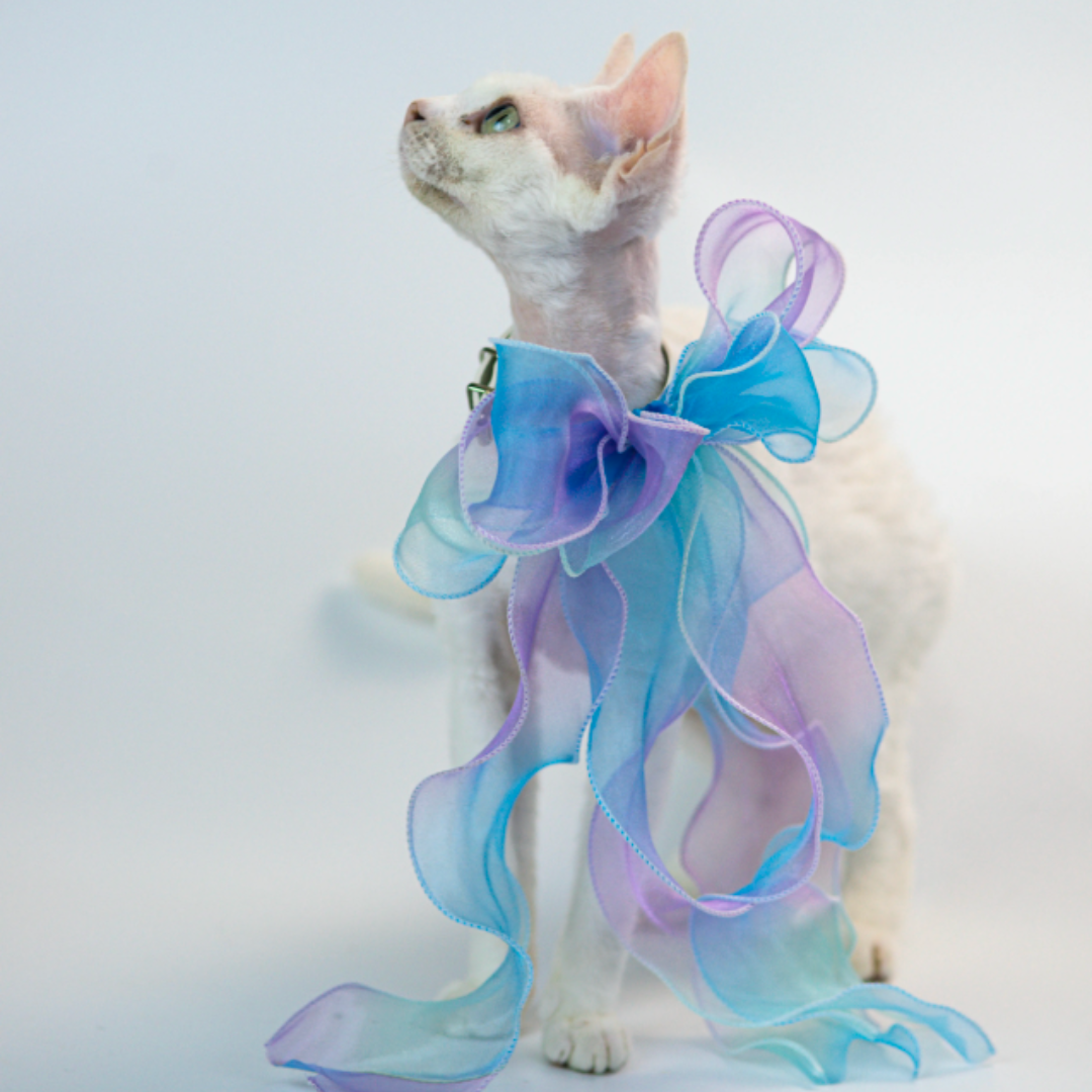 Adjustable cat collar with large bow | Devon cat | Sphynx cat
