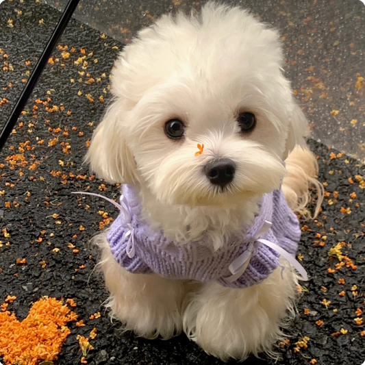 Taro Purple Swan Pattern Knitted Sweater