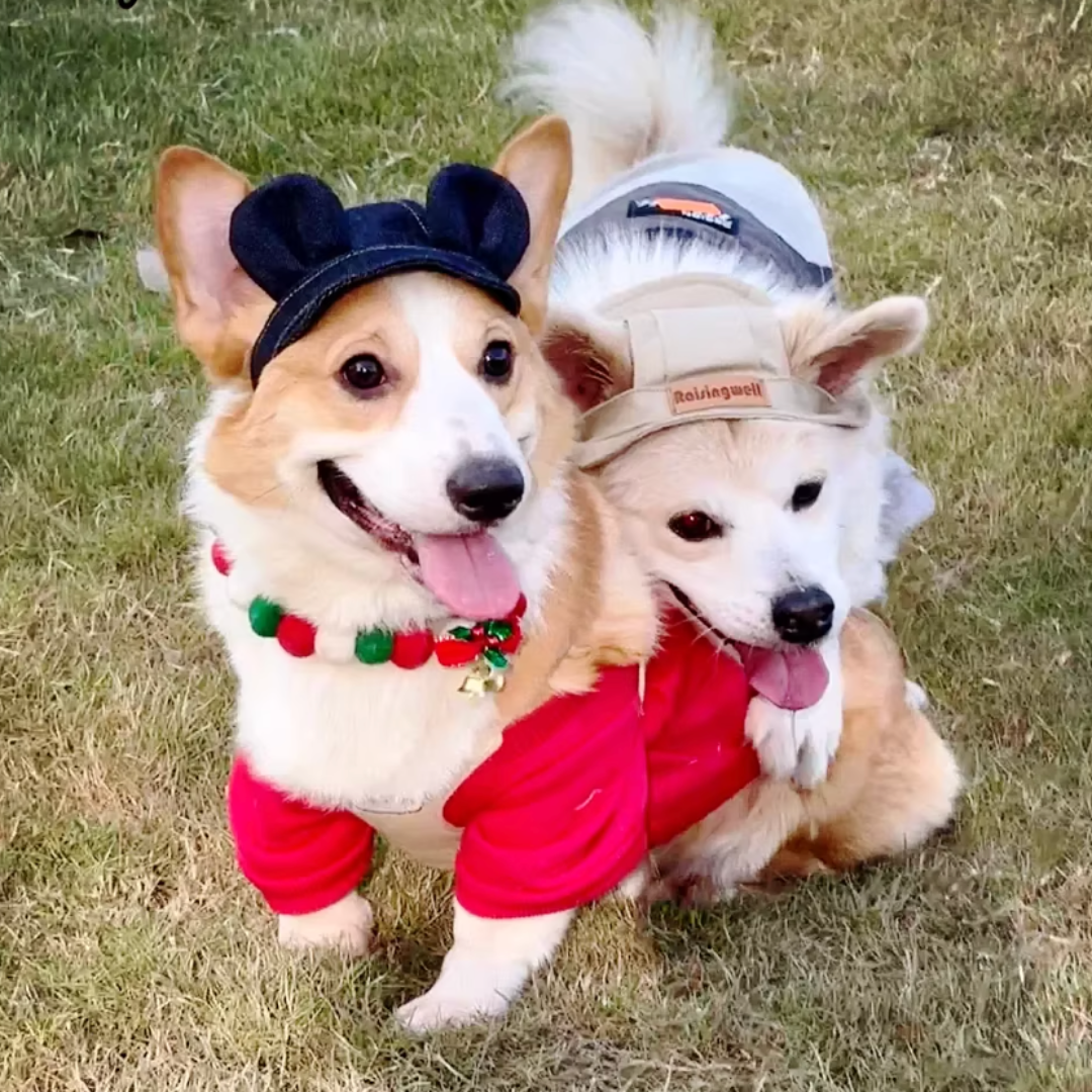 Pet adjustable ear-exposing sun hat