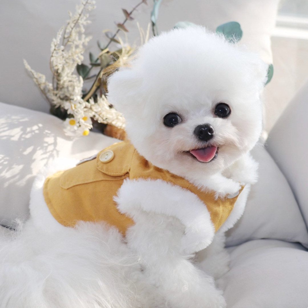 Winter Teddy Bear Coat for Small Dogs (Latchable)