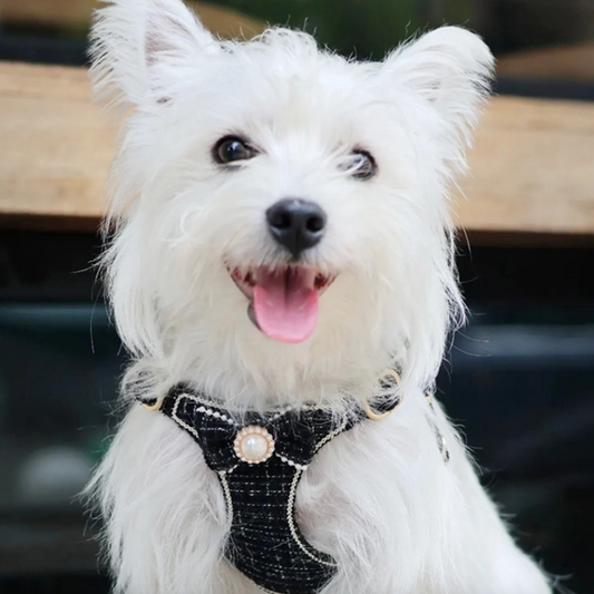 Black Tweed Style Pet Dog Harness & Leash Set